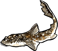 Wobbegong